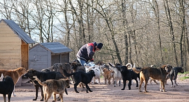 O Merkez Sahipsiz Canlara Umut Olmaya Devam Ediyor