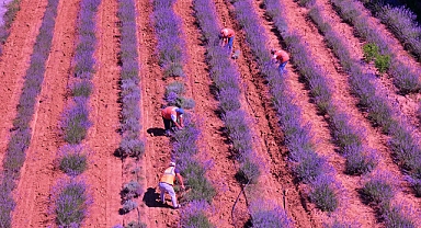 Cennet Vadisi 2022’de Türkiye’ye ve dünyaya şifa oldu: Doğanın mucizesi 16 ton ürün